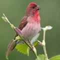 чечевица