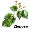 берест