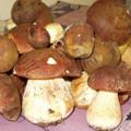 грибы