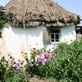 курень