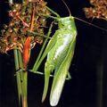 кузнечик