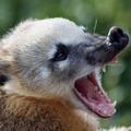 носуха