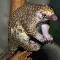панголин