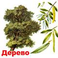 ветла